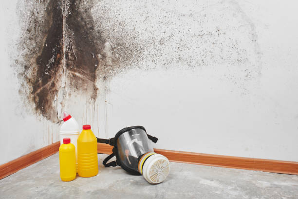 Professional Mold Removal in Port Barrington, IL