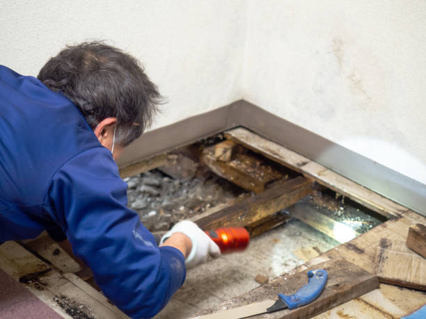 Reliable Port Barrington, IL Mold Removal Solutions