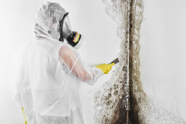 Best Office Mold Removal Services  in Port Barrington, IL