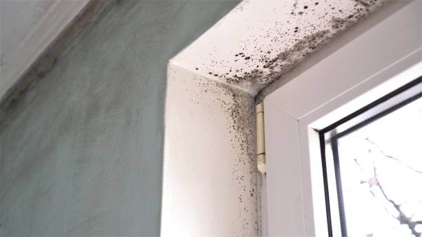 Best Mold Damage Repair  in Port Barrington, IL
