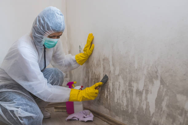 Home Mold Removal in Port Barrington, IL