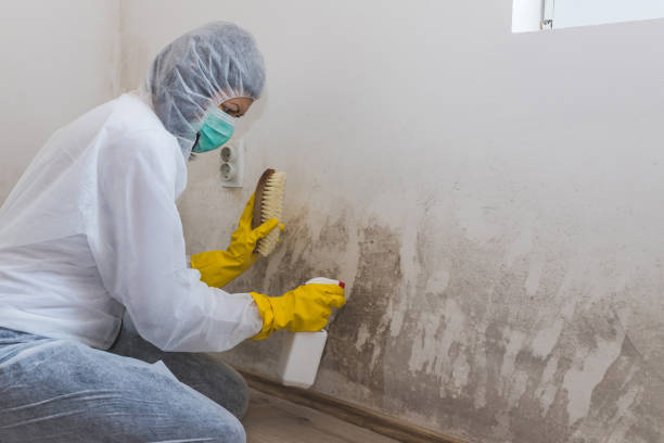 Best Residential Mold Removal  in Port Barrington, IL