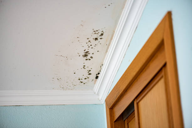 Best Local Mold Removal Service  in Port Barrington, IL