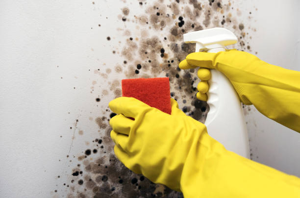 Best Affordable Mold Removal  in Port Barrington, IL