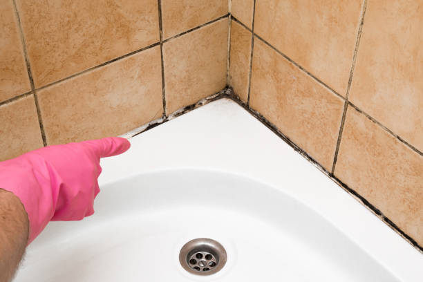 Best Attic Mold Removal  in Port Barrington, IL
