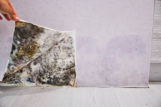 Best Professional Mold Removal  in Port Barrington, IL